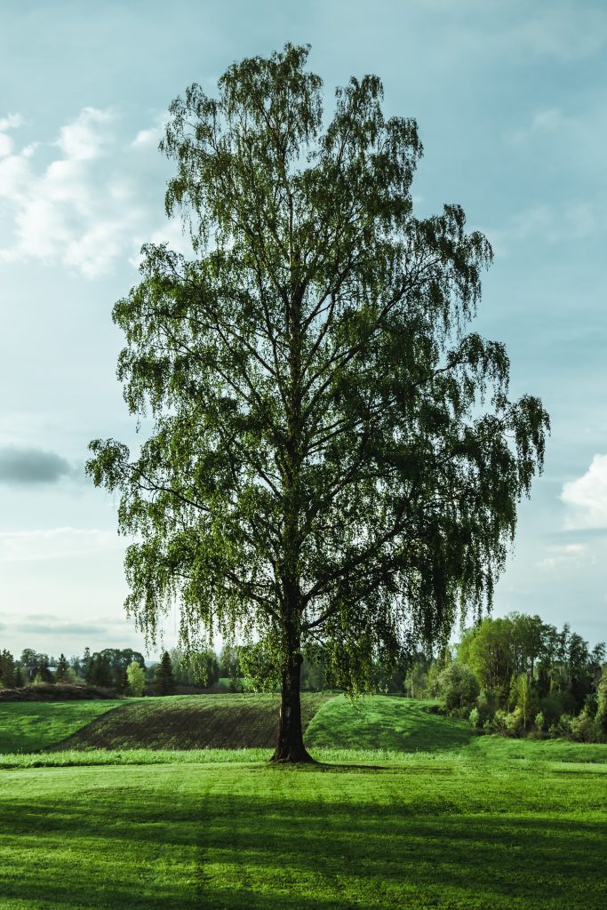 Arbre, élagage, abattage, coupe d'arbre